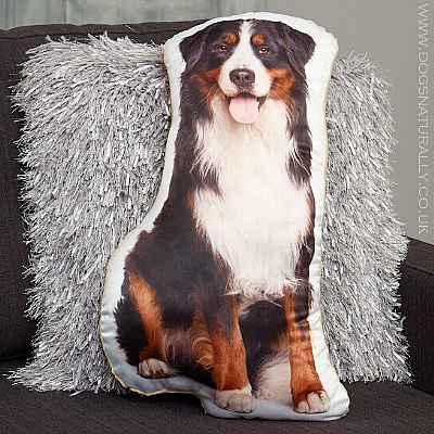 Bernese Mountain Dog Cushion